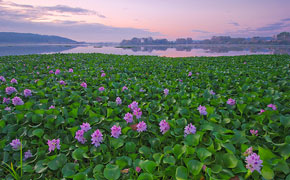 Champ de jacinthe d'eau en Asie